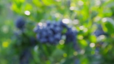 yaban mersini çalıda