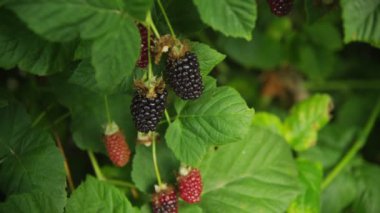 Böğürtlen asma üzerinde