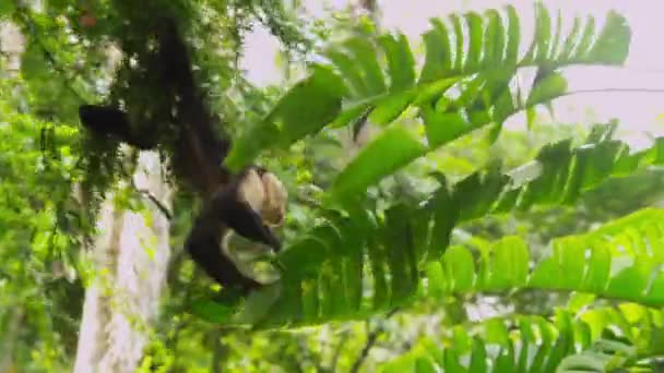 Schattig Kapucijnen Monkey — Stockvideo