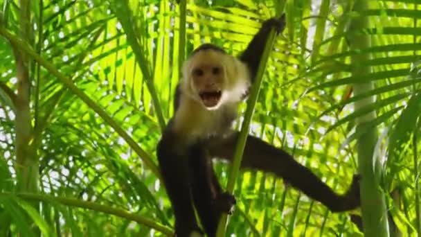 Macaco Capuchinho agindo agressivo — Vídeo de Stock