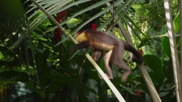 Macaco Capuchinho bonito — Vídeo de Stock