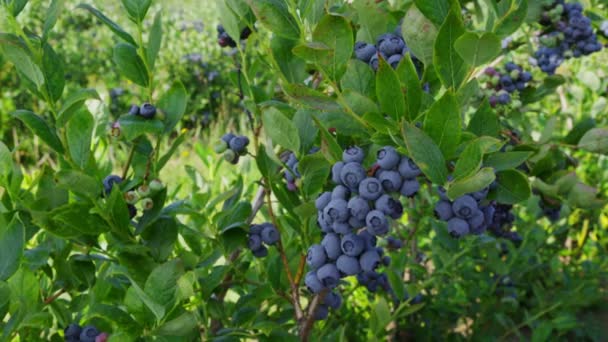 Hands picking blueberries — Stock Video