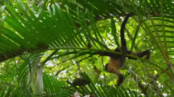 Cute Capuchin Monkey — Stock Video