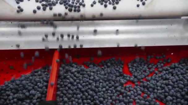 Blueberry bearbetningsanläggningen — Stockvideo