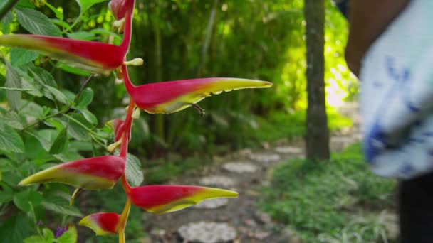 Pareja en selva tropical — Vídeos de Stock