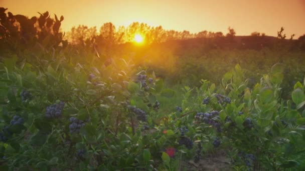 Захід сонця над чорничним полем — стокове відео