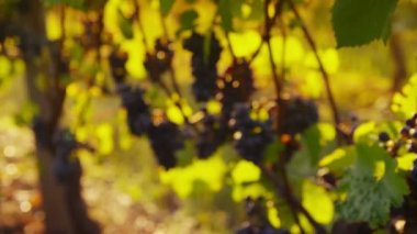 Pinot Noir üzüm üzüm