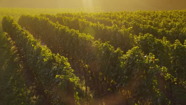 Magnifique vignoble au lever du soleil, Oregon . — Video