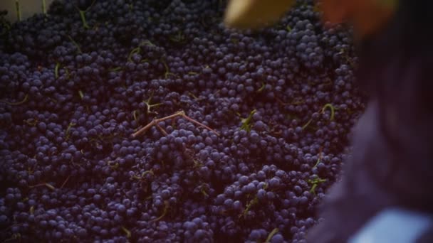Şaraplık üzüm bağı içinde hasat — Stok video