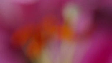 pembe lily çiçek