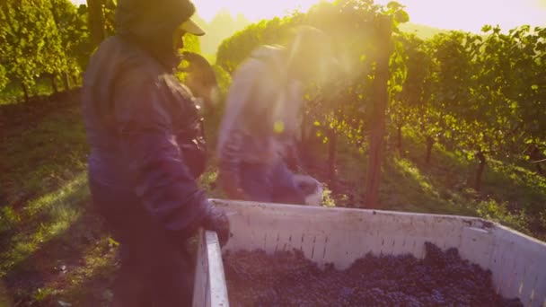 Harvesting wine grapes in vineyard. — Stock Video