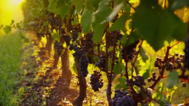 Pinot Noir uvas en viñedo — Vídeos de Stock