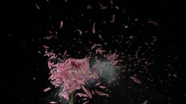 Frozen flower explodes — Stock Video