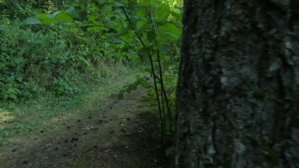 Garçons marchant dans les bois 