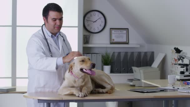 Veterinären ger hunden en checkup — Stockvideo