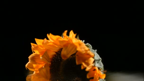 Frozen sunflower explodes — Stock Video