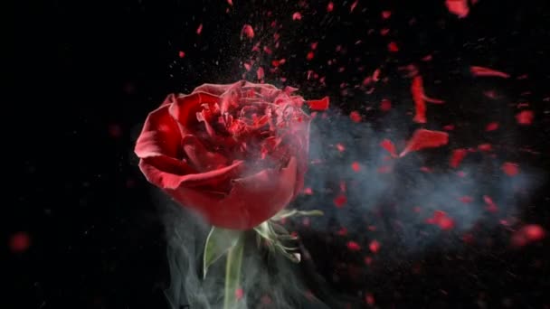 Rosa roja congelada explota — Vídeo de stock