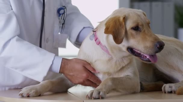 Médico dando perro un chequeo — Vídeo de stock