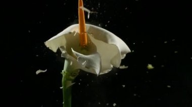 Beyaz donmuş lily patlar