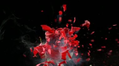 Kırmızı gül donmuş patlar