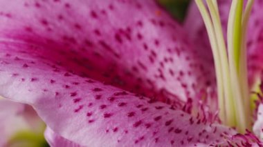 pembe lily çiçek