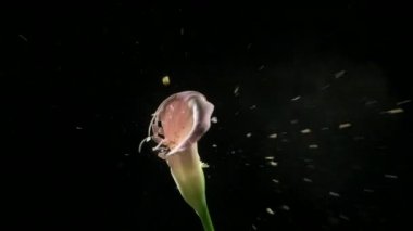 Pembe donmuş lily patlar