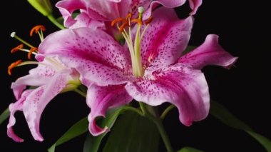 pembe lily çiçek