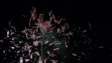 Donmuş çiçek patlar