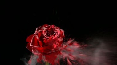 Kırmızı gül donmuş patlar