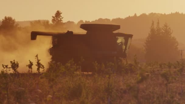 Trekker oogsten bij zonsondergang — Stockvideo