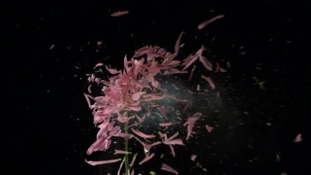 Frozen flower explodes — Stock Video