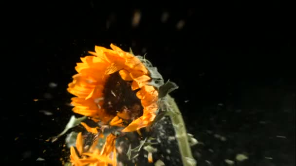 Girassol congelado explode — Vídeo de Stock