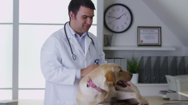 Veterinário dando cão um check-up — Vídeo de Stock