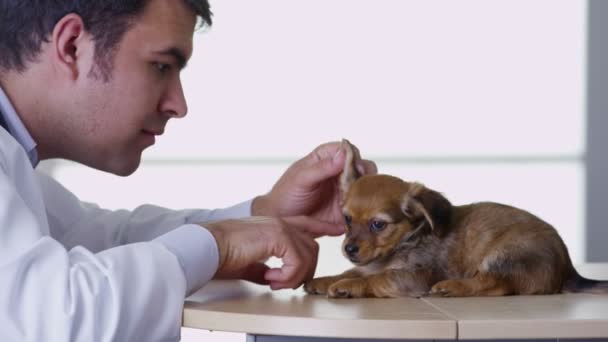 Doctor giving puppy a checkup — Stock Video