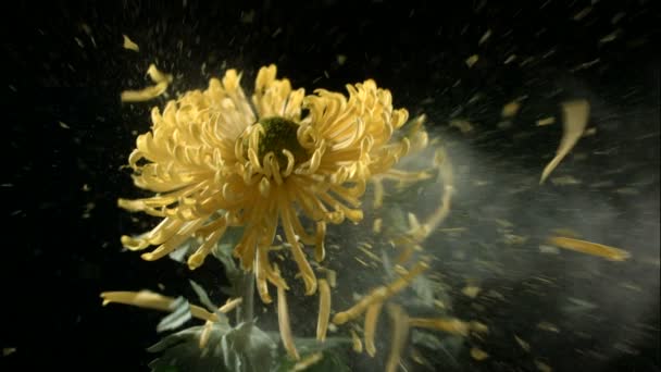 Yellow frozen flower explodes — Stock Video