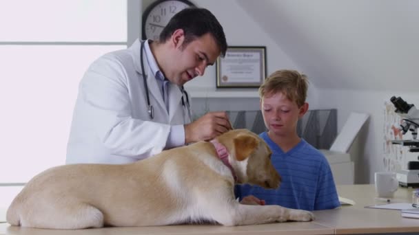 Veterinário dá cão um check-up — Vídeo de Stock