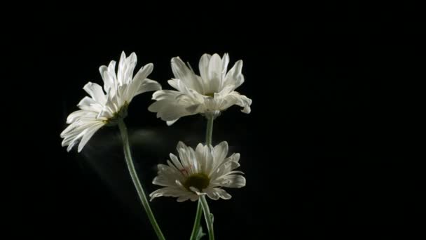 Witte bevroren chamomiles ontploffen — Stockvideo