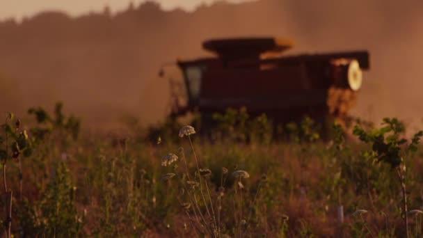 Trekker oogsten bij zonsondergang — Stockvideo