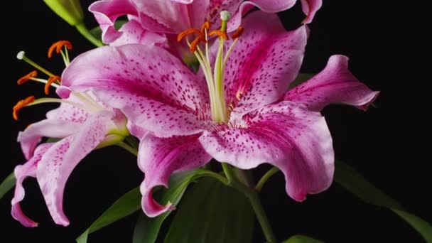 Розовый цветок лилии — стоковое видео
