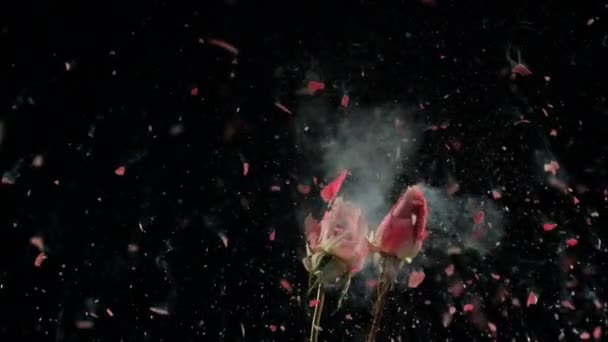 Flores rozen batendo — Vídeo de Stock