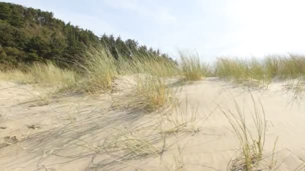 Sanddynen vid stranden — Stockvideo