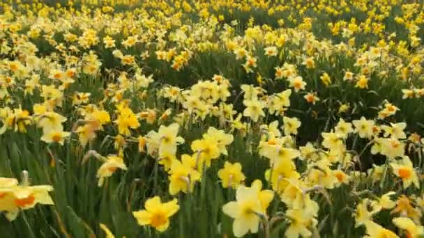 Field of daffodil flowers — Stock Video