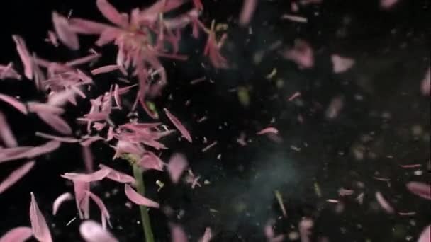 Frusen blomma exploderar — Stockvideo