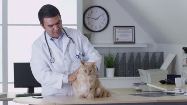 Kedi bir check-up veren doktor — Stok video