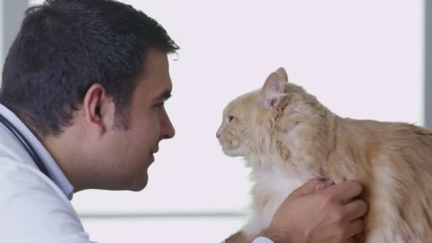 Kedi bir check-up veren doktor — Stok video