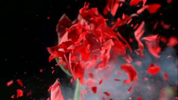 La rose rouge congelée explose — Video