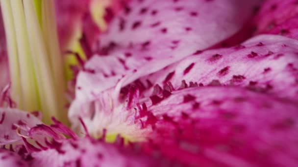 Pink Lily flower — Stock Video