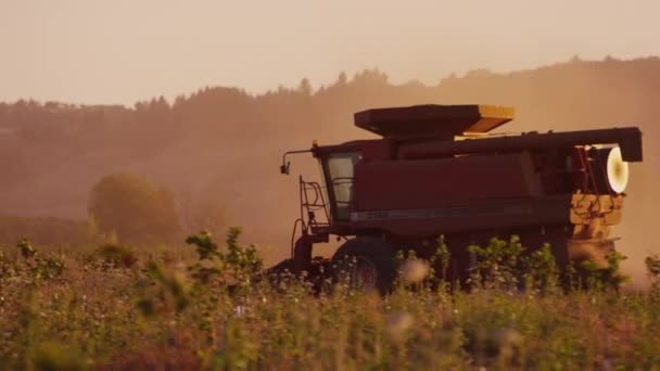 Trekker oogsten bij zonsondergang — Stockvideo