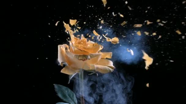 Yellow frozen rose explodes — Stock Video