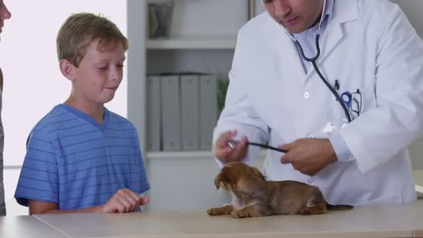 Veterinären gav hundvalp en checkup — Stockvideo